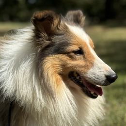 Toby - Shetland Sheepdog