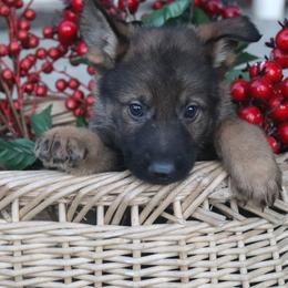 2307-Full DDR East German Male - Sable male German Shepherd puppy in Newville Al, Alabama from Triple S DDR German Shepherds