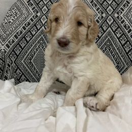 Goldendoodle Puppies from Tina Armstrong's Doodles