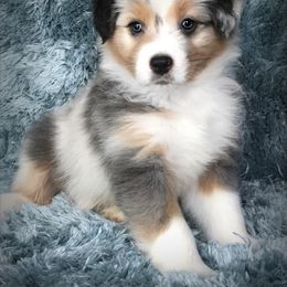 Australian Shepherd Puppies from Cahaba Australian Shepherds