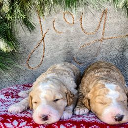 Goldendoodle Puppies from Magnolia Doodles of Southern Miss