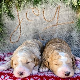 Goldendoodle Puppies from Magnolia Doodles of Southern Miss