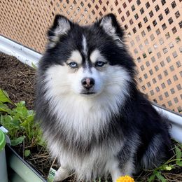 Benji - Pomsky