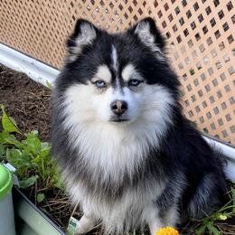 Benji - Pomsky
