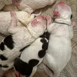 Fresca - Black and white female Portuguese Water Dog puppy in Weston, Idaho from Gro-T Kennels