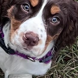 English Springer Spaniel Puppies from Spradley Springers