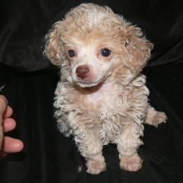 Poodle Puppies from Debra White