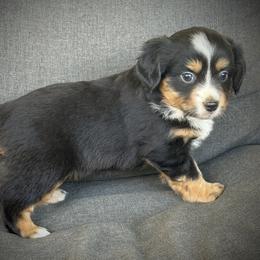 Pepper - Black tri female Toy Australian Shepherd puppy in Ivanhoe, Virginia from P3 Kennel