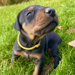 Yellow - Black and rust female Doberman Pinscher puppy in Cheney, Washington from European Dobermans by Diana