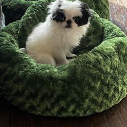 Japanese Chin puppies from Montra Japanese Chin & Cavalier King Charles Spaniels