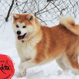 ASUKA - Japanese Akitainu