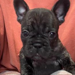 Boy 2 - Brindle male French Bulldog puppy in Livingston, Texas from Drake Home Frenchies