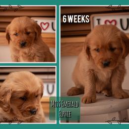 Elphaba (Elphie) - Dark golden female Golden Retriever puppy in Driggs, Idaho from SK Golden Retrievers