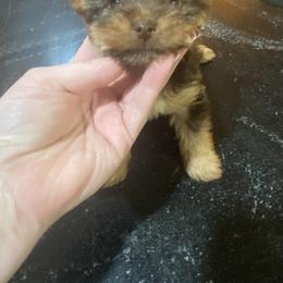 Chocolate - Chocolate and tan male Yorkshire Terrier puppy in Yukon, Oklahoma from Tiffs Yorkie babies