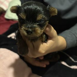 White Boy - Black and gold male Yorkshire Terrier puppy in San Tan Valley, Arizona from Great Mates