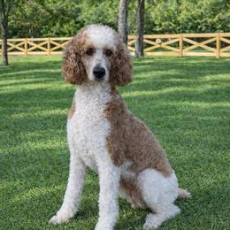 Poodle puppies from Heartfelt GoldenDoodles