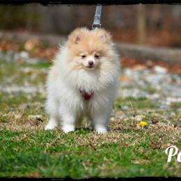 Pop - Cream male Pomeranian puppy in Cleveland, Georgia from Sourpatch Pomeranians