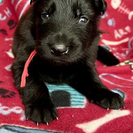 Red collar - Black male German Shepherd puppy in Allentown, Pennsylvania from VMH Shepherds