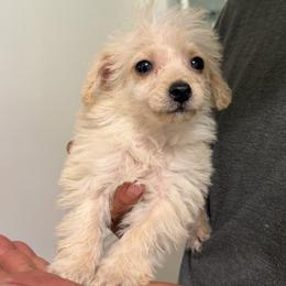 Snowball - Cream male Poodle puppy in Chattanooga, Tennessee from Joy-Fur Puppies