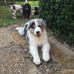 Australian Shepherd Puppies from Riot Austrailan Shepherds