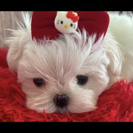 Maltese puppies from Denise’s Puppies