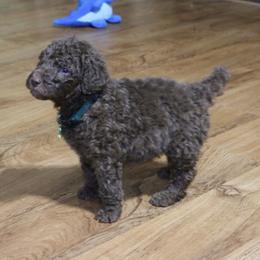 Poodle Puppies from RK'S Pets