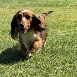Gypsy - Dachshund