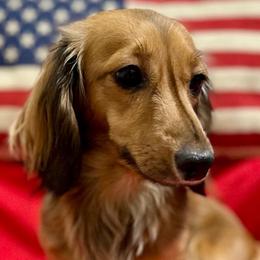 Willow - Dachshund