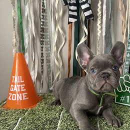 Green collar - Blue male French Bulldog puppy in Troup, Texas from Kim Ontiveros