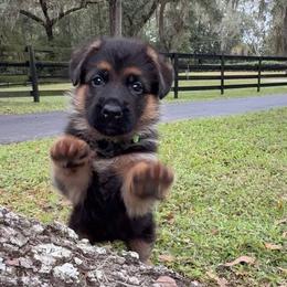Mint collar - Black and red female German Shepherd puppy in Micanopy, Florida from Von Bourbon Shepherds