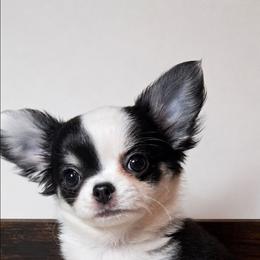Seraphina - 4,500.00 - Black and tan female Chihuahua puppy in Callao, Virginia from Grace & Glory Chihuahuas