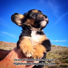 Mr. Coal (Mr. Black) - Black tri-color male Aussiedoodle puppy in Dolan Springs, Arizona from High Desert Companions