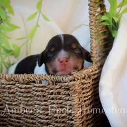 Blue - Piebald male Dachshund puppy in Allons, Tennessee from Amber's Flock Homestead