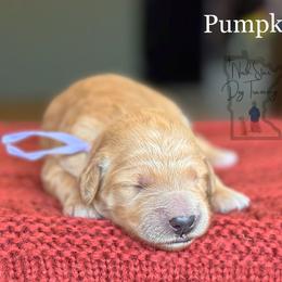 Pumpkin - Goldendoodle puppy from North Star Dog Training