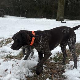 Dachshunds and German Shorthaired Pointers from Turner Delightful Dachshund Farm & German Short Hair Pointers