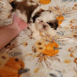 Bashful - Liver and white male Shih Tzu puppy in Parma, Ohio from D's DeVine Shih-Tzu