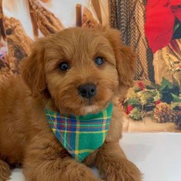 Icon - Apricot male Goldendoodle puppy in Pocasset, Massachusetts from Mini Goldendoodles of Cape Cod