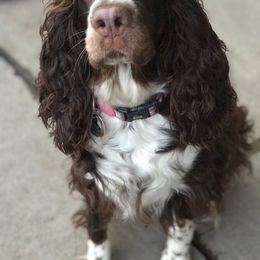 English Springer Spaniel Puppies from Kaveman Springer Spaniels