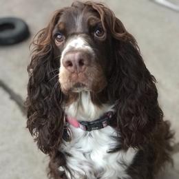 English Springer Spaniel Puppies from Kaveman Springer Spaniels