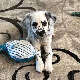 Dalmatian Puppies from Speckled Spots Dalmatians