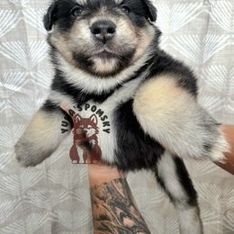 Clark Kent - Black and white male Pomsky puppy in Blaine, Minnesota from Yuna's Pomsky