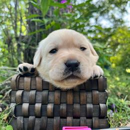 Biscuit - Yellow female Labrador Retriever puppy in Cleveland, Ohio from Brookside Labrador Retrievers