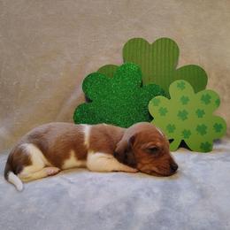 Puppy 4 - Red male Dachshund puppy in Riverside, California from Saddle Up Dachshunds