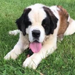 Saint Bernards from Keystone Saints