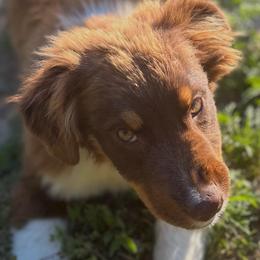 Magnus - Red tri-color male Australian Shepherd puppy in Albertville, Alabama from Salt Creek Aussies