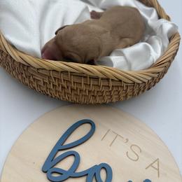 Boy 4 - Red male Dachshund puppy in Brownsville, California from Pine & Pasture Dachshunds