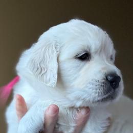 Golden Retriever Puppies from Robinsnest Goldens