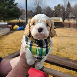 Luke - White male Cavapoo puppy in South Jordan, Utah from Lucky Doodle Pups