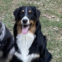 Australian Shepherd All Grown Up from Muckalee Lane Aussies