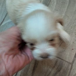Kula - Cream female Lhasa Apso puppy in Fort Worth, Texas from Cynthia's Lhasa Apsos